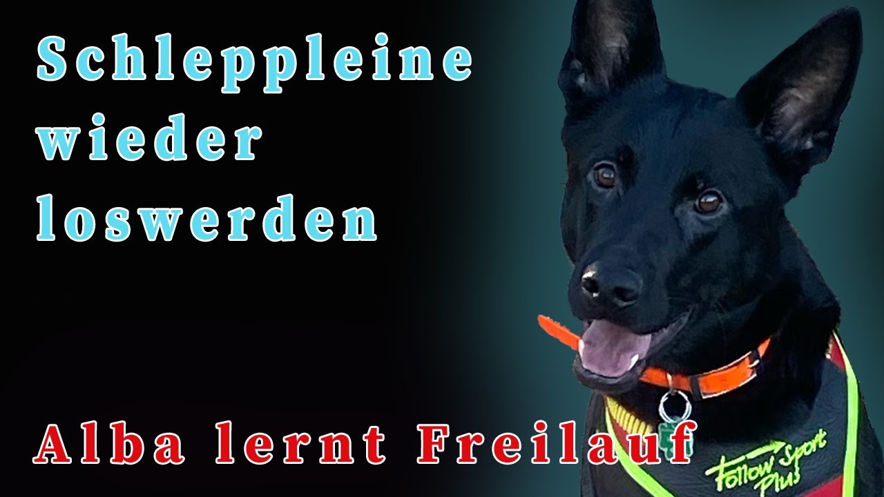 Schleppleine abgewöhnen - So lernt dein Hund sicher den Freilauf