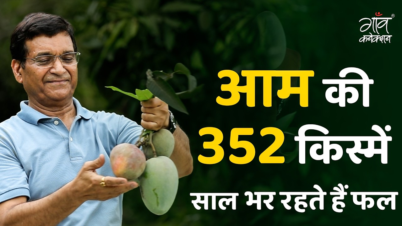 हर एक आम की अलग कहानी | Mango Man की जादुई दुनिया, जहाँ साल भर रहते हैं आम