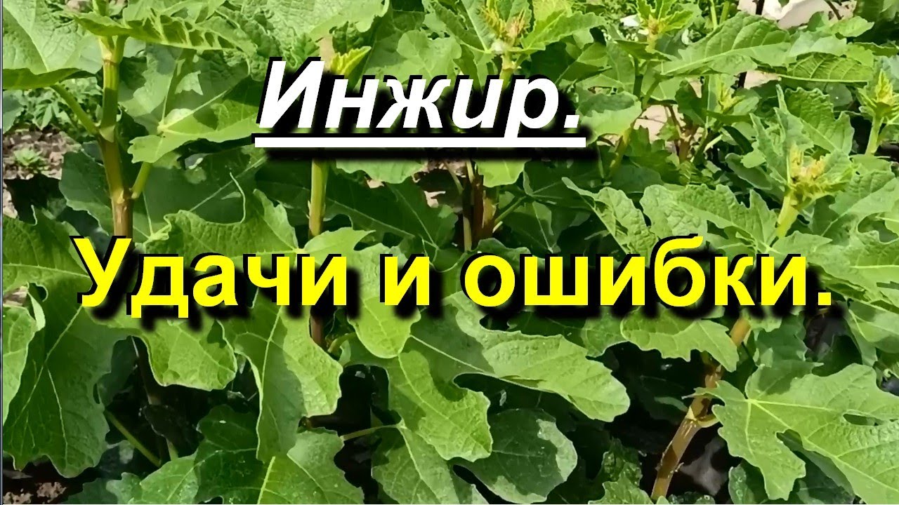Инжир. Достижения и ошибки. 2023 06 07