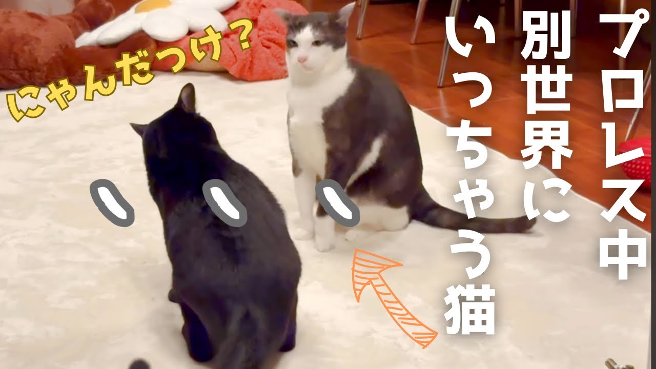 プロレス中、次男猫が別世界へ…我に帰った時の反応が可笑し可愛かった