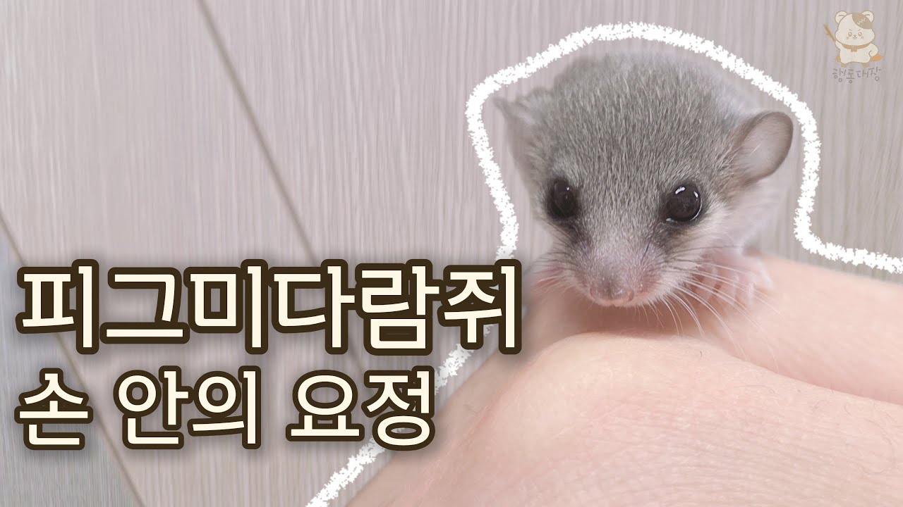 초소형 다람쥐! 사랑스러운 아가 피그미다람쥐 등장!