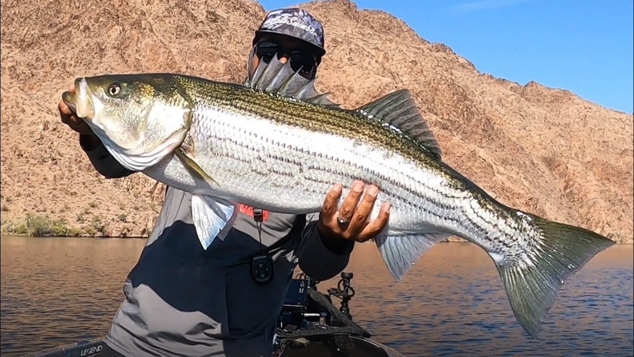 2 big stripers for a 57lb total /big swimbaits/ catch and release
