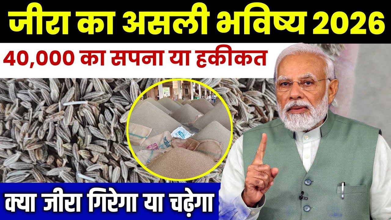 Cumin Price 2026: 40,000 Dream or Reality? Rajasthan Jeera Mandi Update