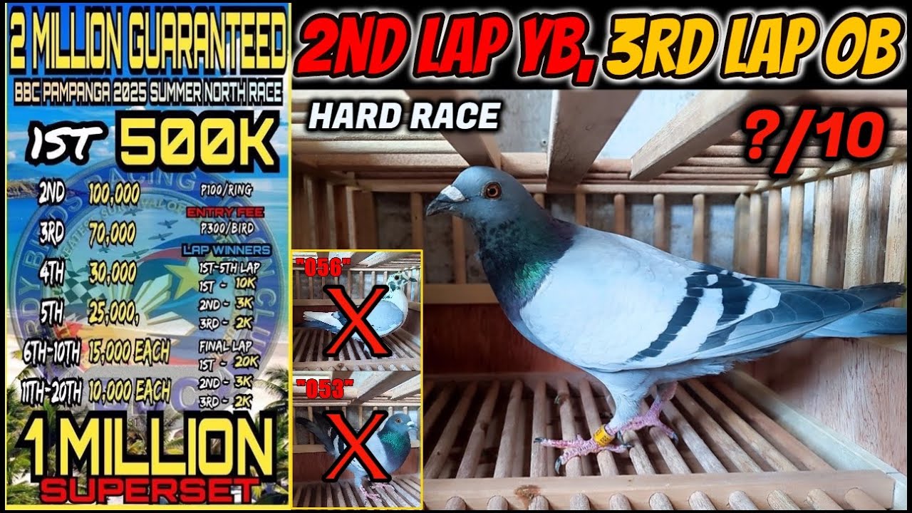 BBC 2ND LAP DERBY YOUNG BIRD AND 3RD LAP DERBY OLD BIRD, SUMMER 25 ARRIVALS