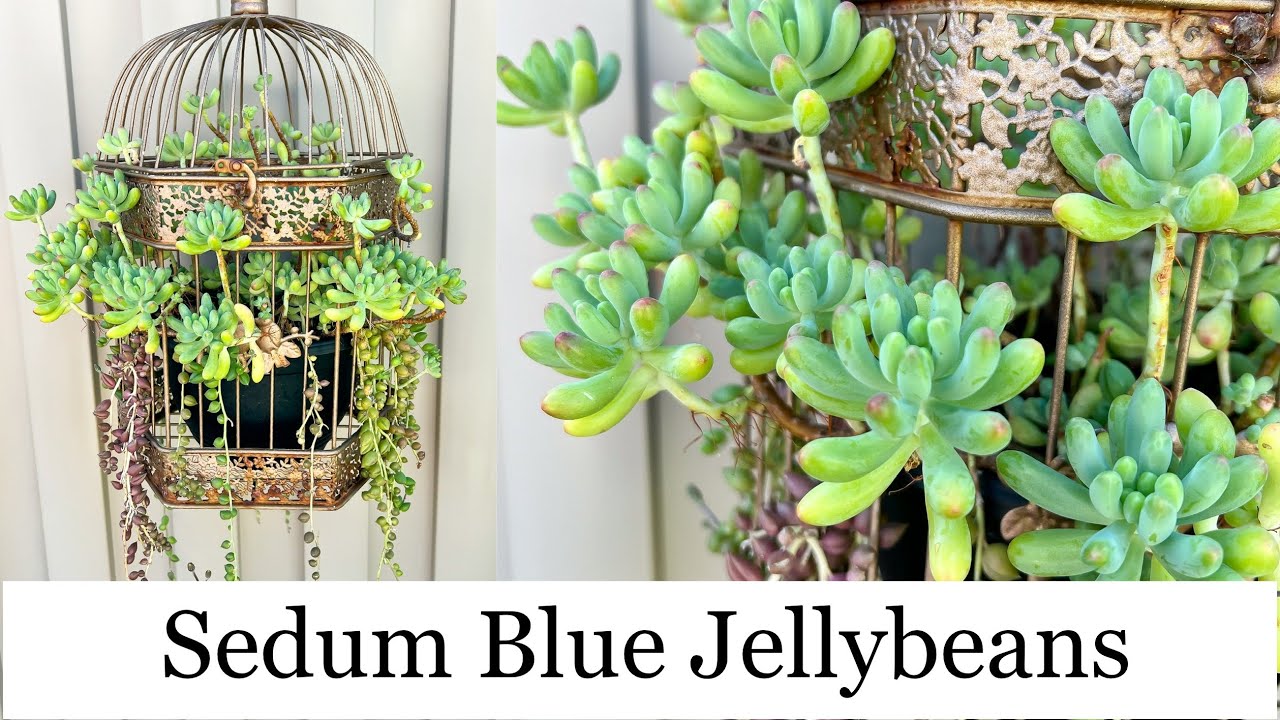 Sedum Blue Jellybeans | Succulents in Birdcage