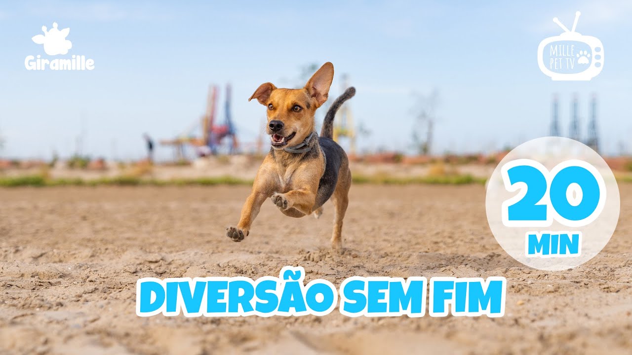 Pet TV - Divers&atilde;o sem Fim para Pets - 20 min | Dog TV | Cat TV
