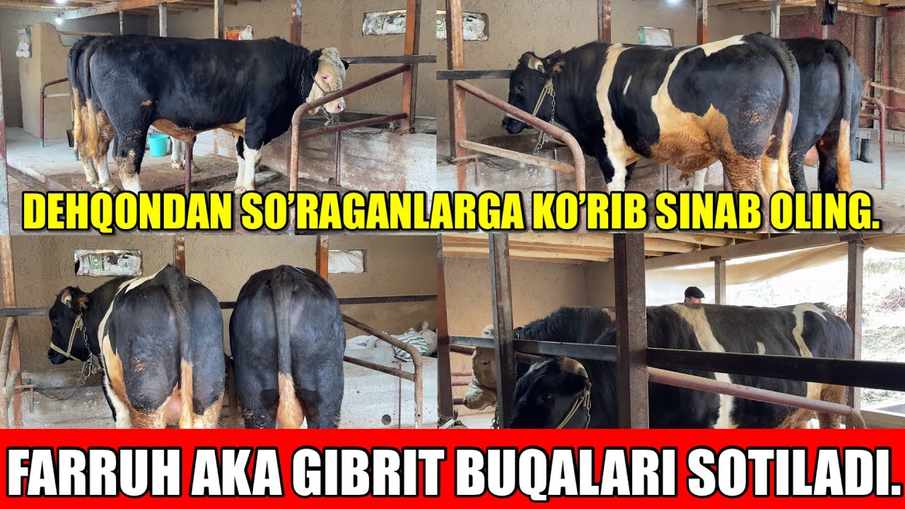 FARRUH AKA GIBRIT BUQALARI SOTILADI.DEHQONDAN SO’RAGANLARGA.