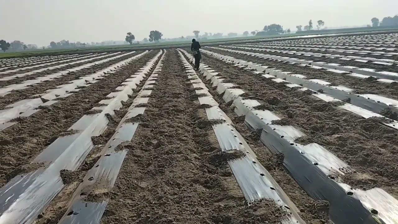 ہایبریڈ ٹینڈی کی پنیری 6 دن میں کیسے تیار کی ۔۔بیڈ کونسا بنایا ۔۔ ، سوراخ کتنے فاصلے پر کیا ۔۔