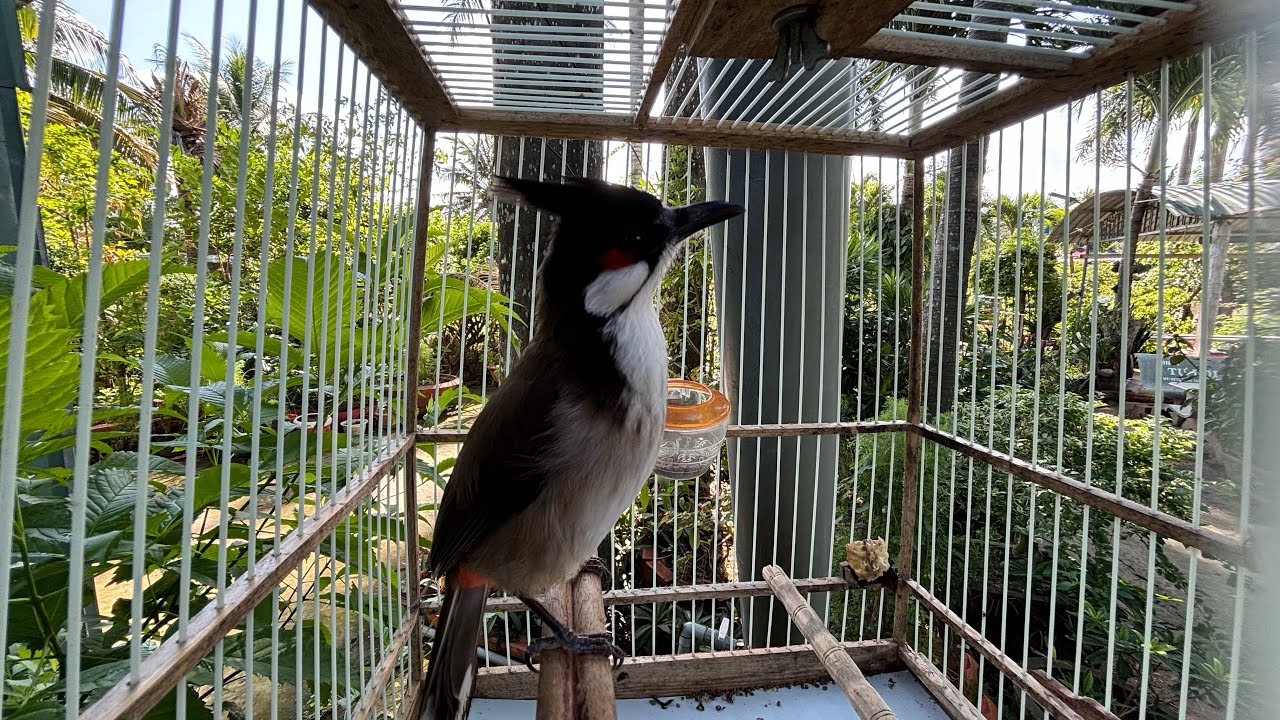 Ngắm ch&agrave;o m&agrave;o h&oacute;t s&aacute;ng  thư gi&atilde;n uống c&agrave; ph&ecirc;
