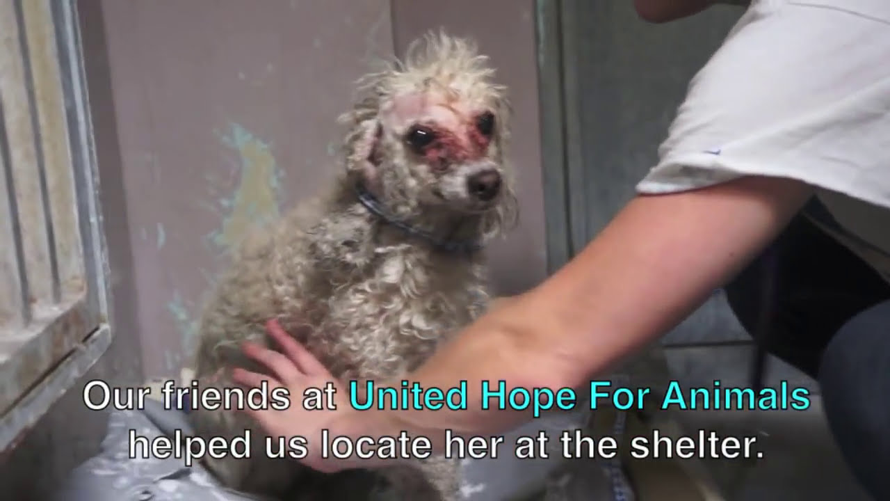 A Severely Neglected Dog Gets A Fairytale Rescue - Please Share!