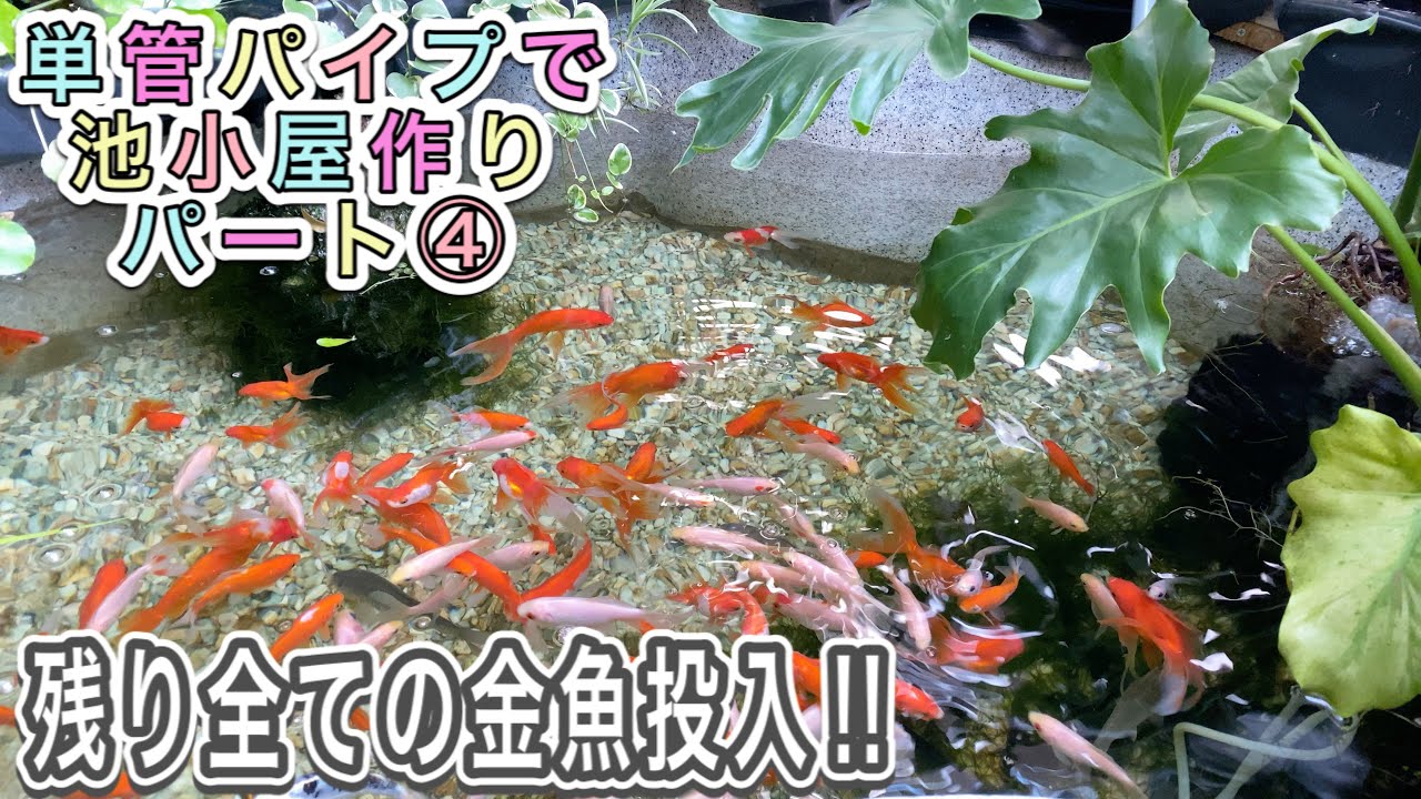 【単管パイプで池小屋作り】④池ビオトープに金魚を入れて見た。