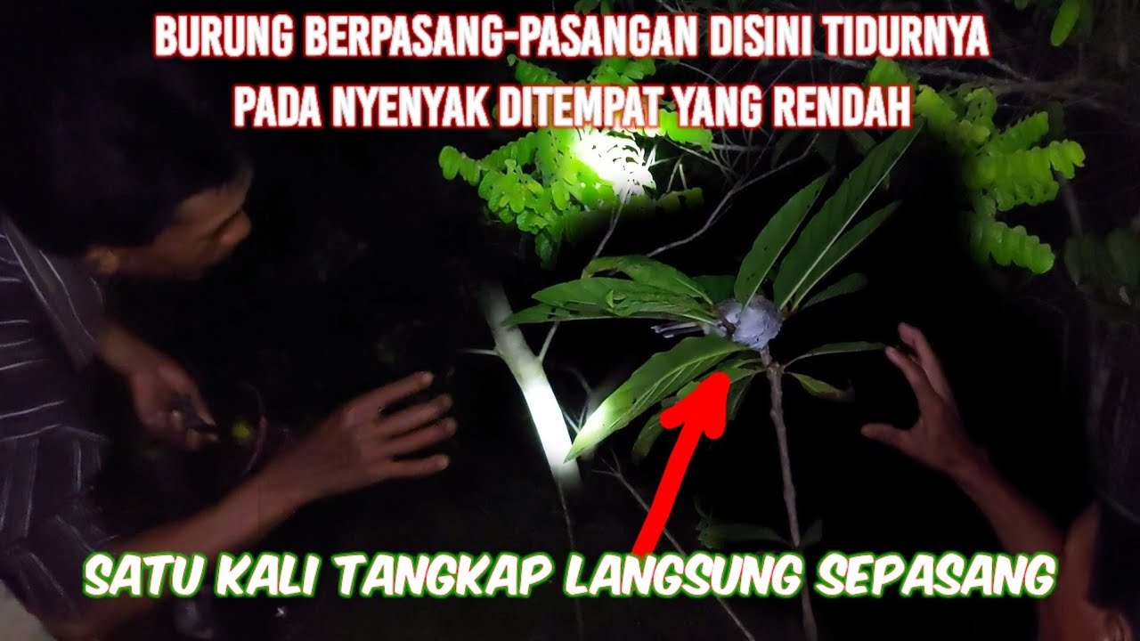 Sangat seru sekali menangkap burung di malam hari sampai kejar kejaran burung tapi harus waspada..‼️