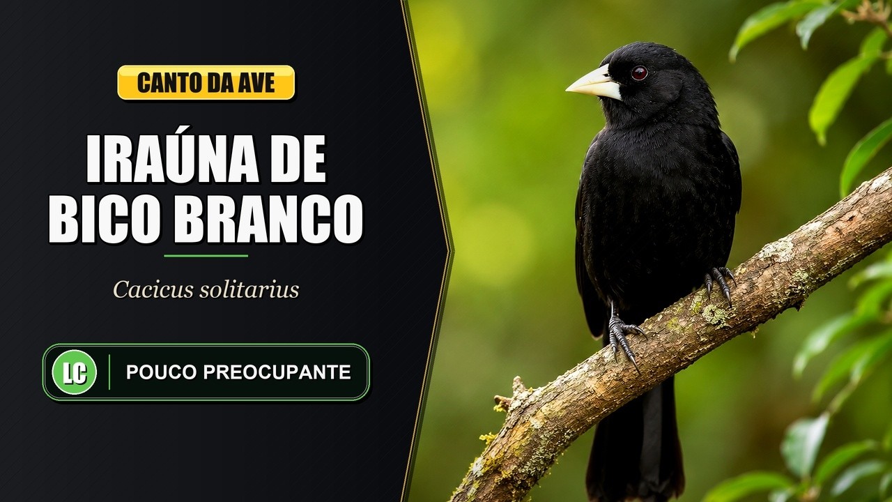 Canto do Iraúna de Bico Branco / Bauá / Boé | Solitary Black Cacique | Cacicus Solitarius