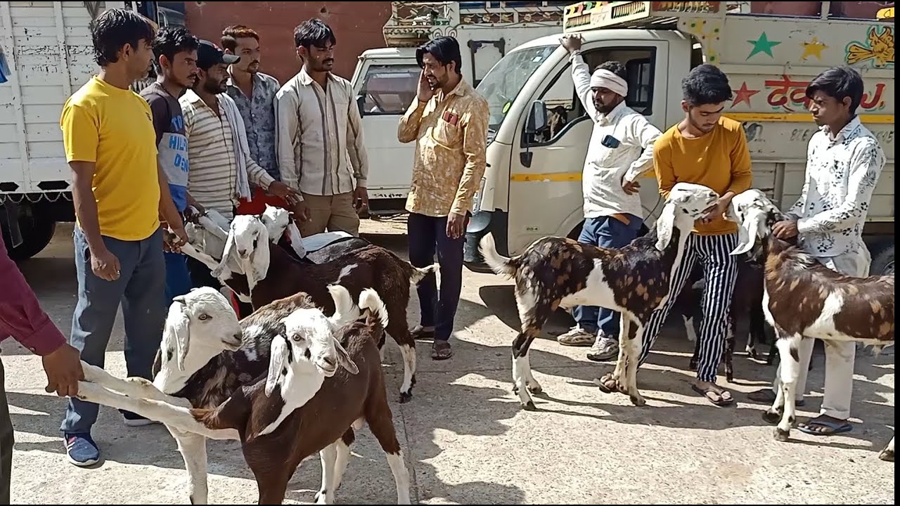 Jaipur bakra Mandi rajasthan jaipur goat market live updet cover with Price 31march 2021