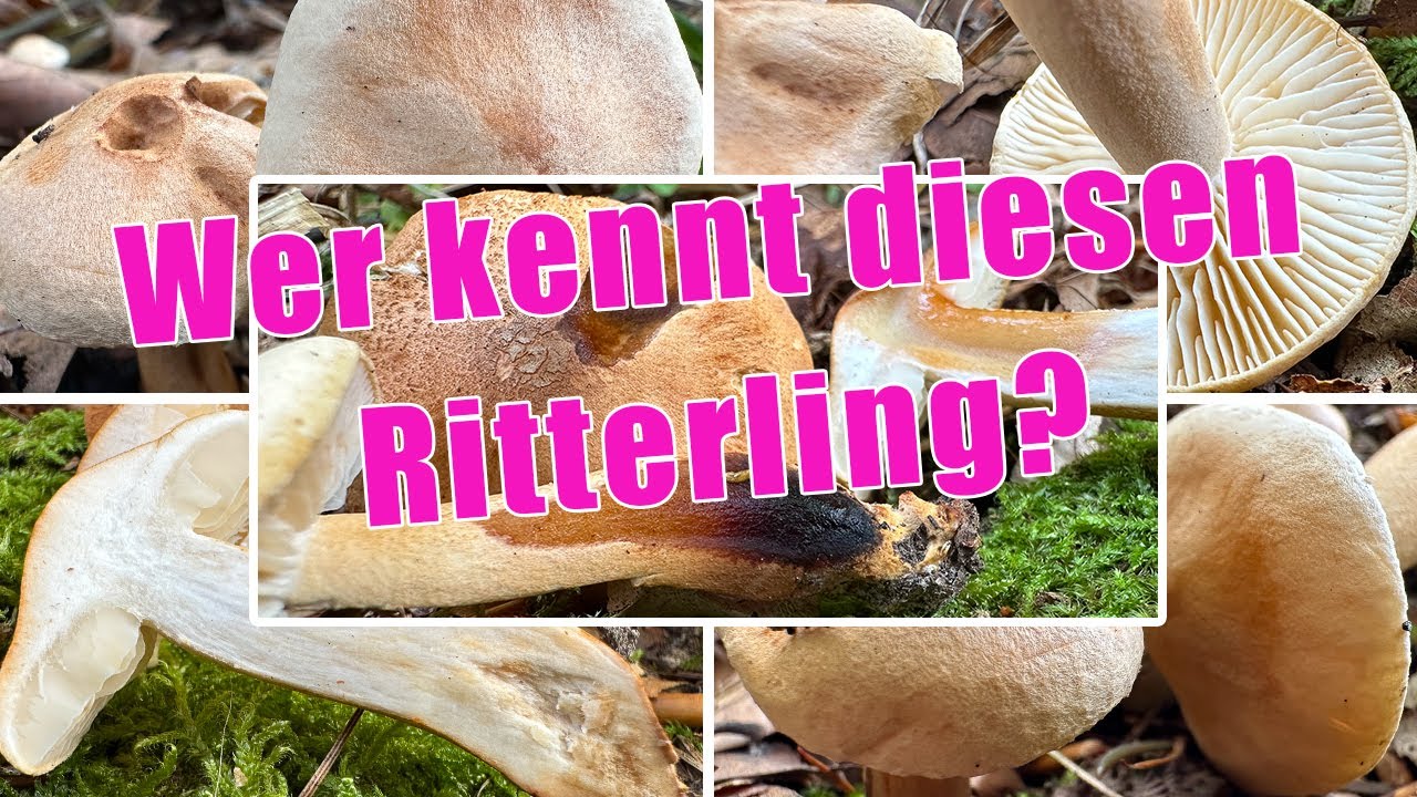 L&auml;rchenritterling essbar? Verwechslung & Portrait | Schwammiger Ritterling, Tricholoma psammopus