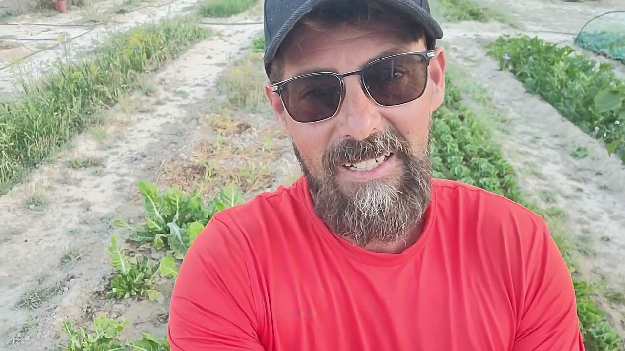 FRUTOS en PLANTAS muy PEQUEÑAS de Nuestros CULTIVOS 