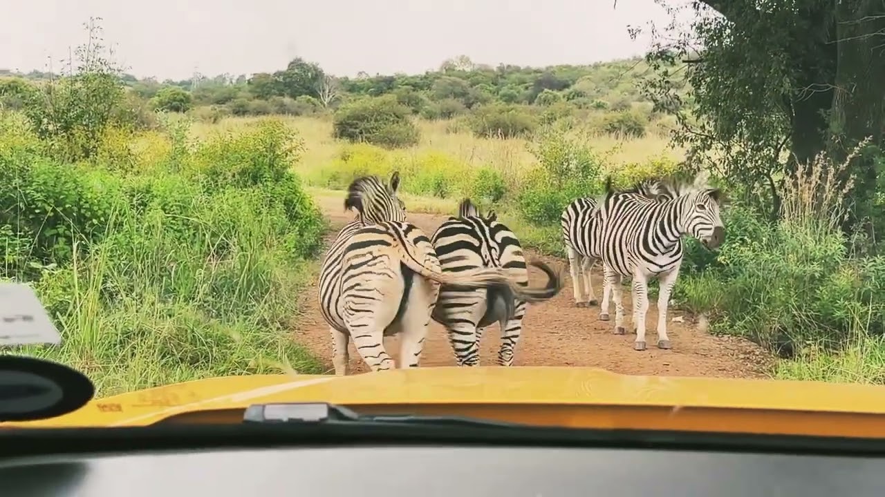 Gauteng Pretoria Safari Tour - Groenkloof Nature Reserve Premack & Abigail Mapfumo 4x4 trail Ford V6