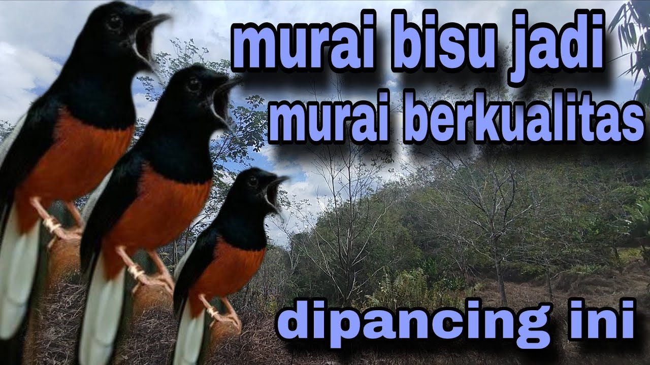 Pancingan murai batu paling ampuh meningkatkan emosi murai batu