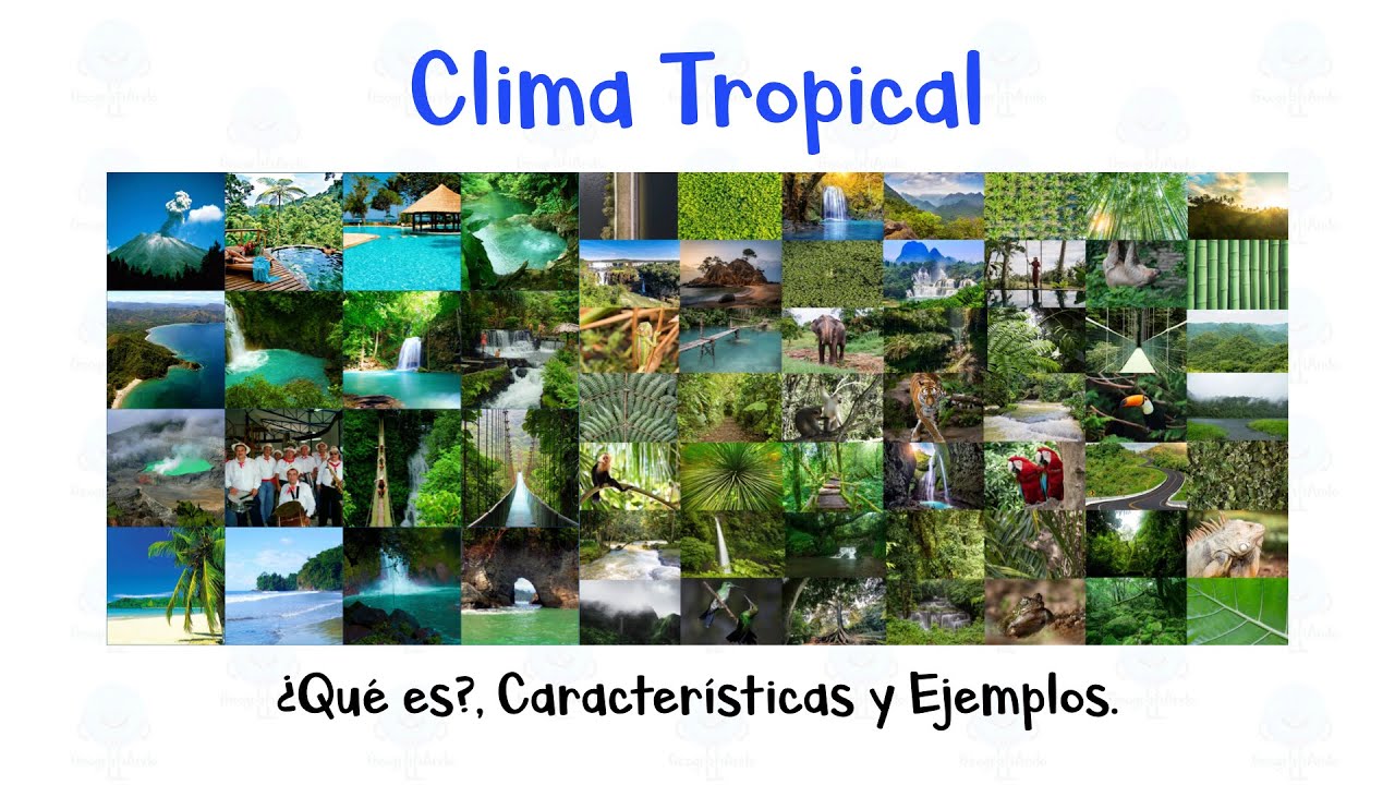🌴 Clima Tropical 🦜 Definici&oacute;n, Caracter&iacute;sticas y Ejemplos 🌳 [F&aacute;cil y R&aacute;pido]