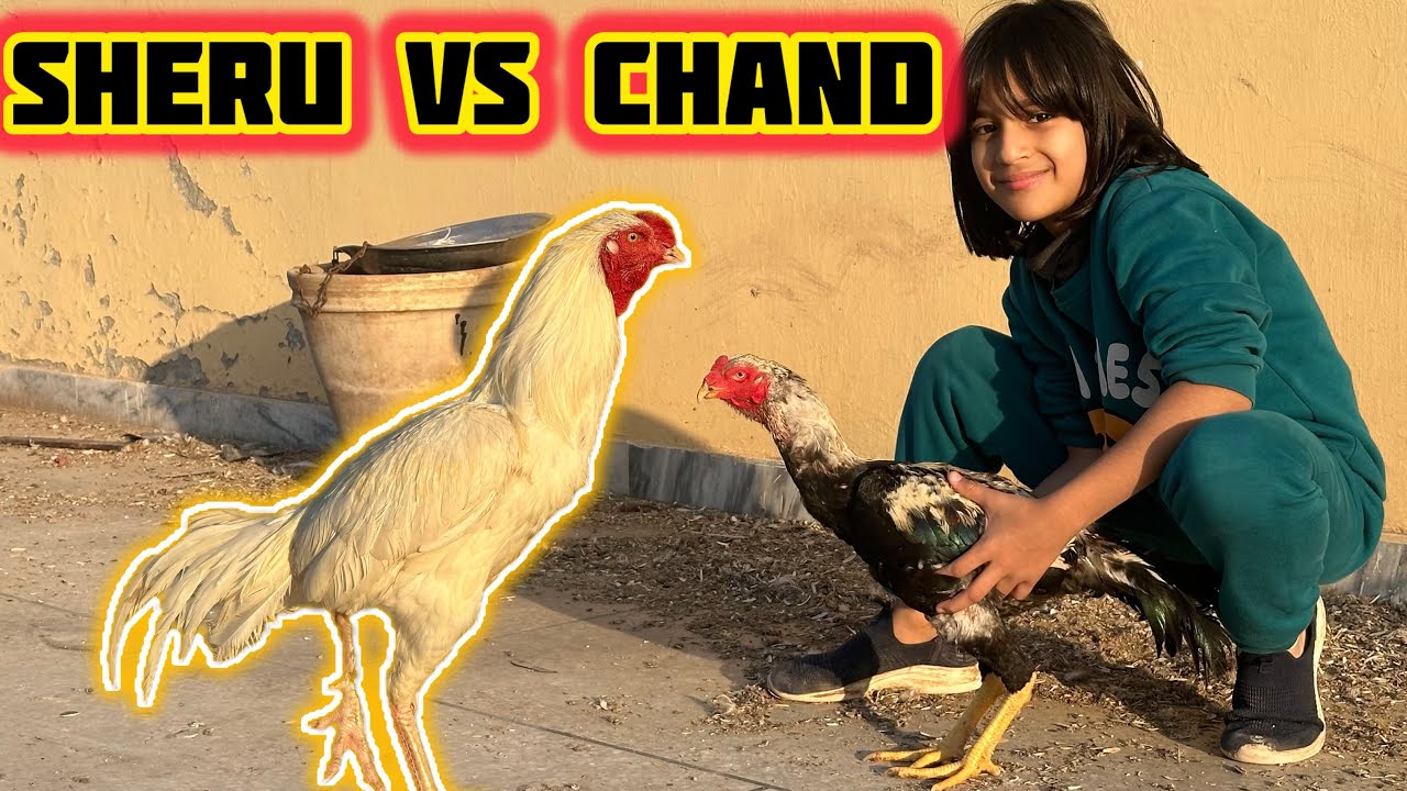 Sheru vs Chand 😱 Dosti Karwane Gaye, Jung Ho Gayi