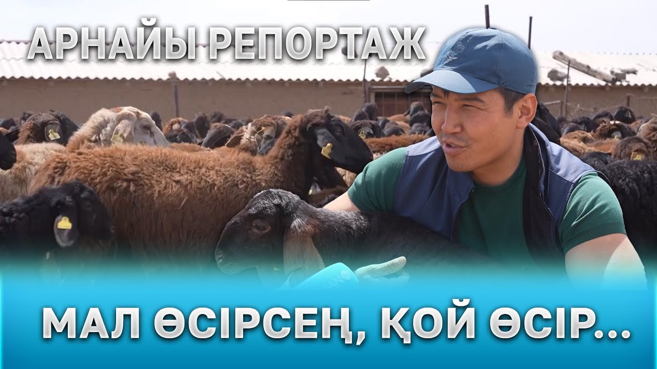 Мал өсірсең, қой өсір... | Арнайы репортаж
