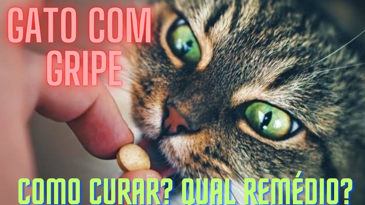 Como curar GRIPE do GATO (RINOTRAQUEÍTE FELINA)