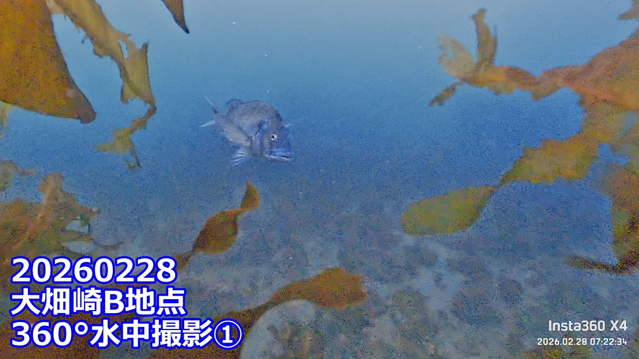 20260228X4①大畑崎B地点360°水中撮影(06:56:22～08:17:15)チャプター付き