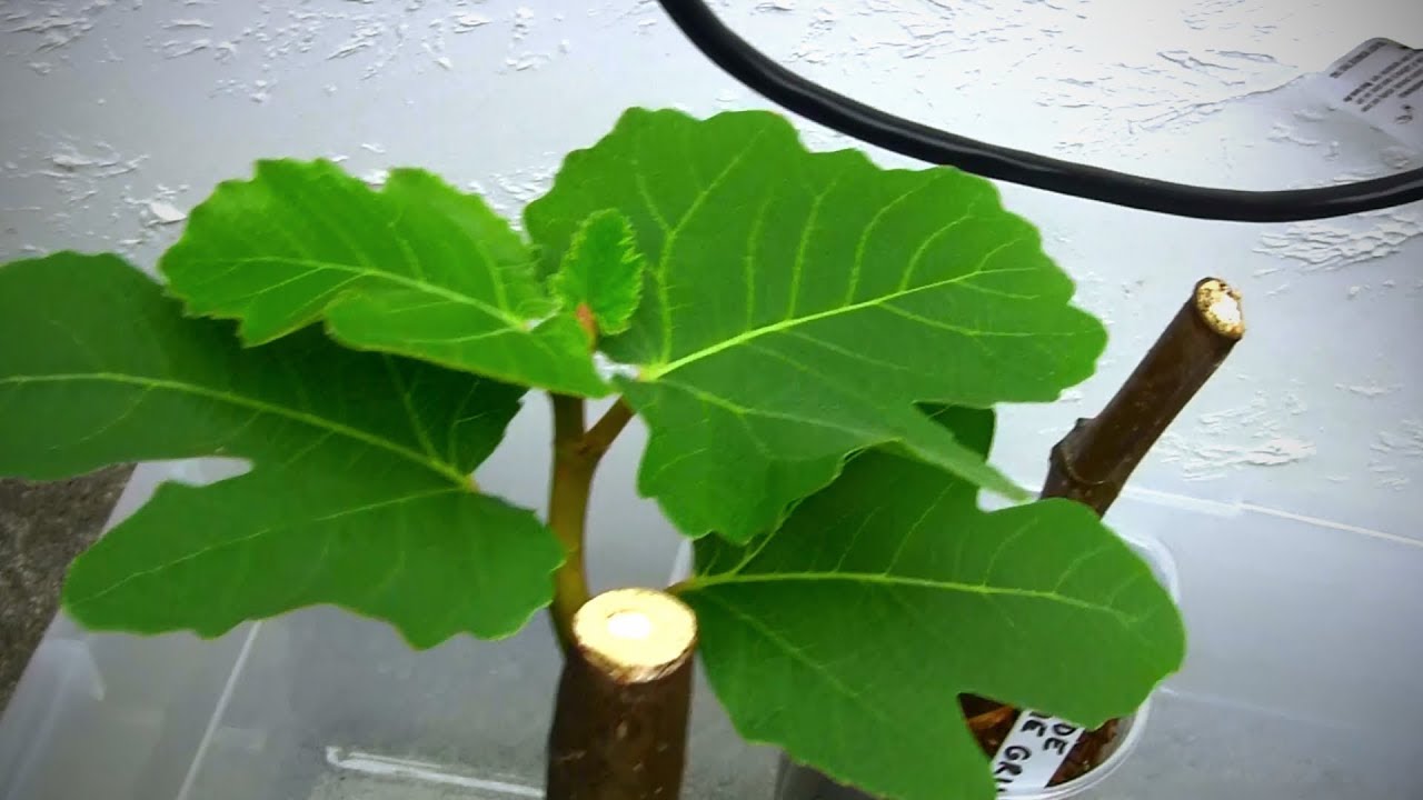What I Do With Rooted Fig Cuttings Through the Winter