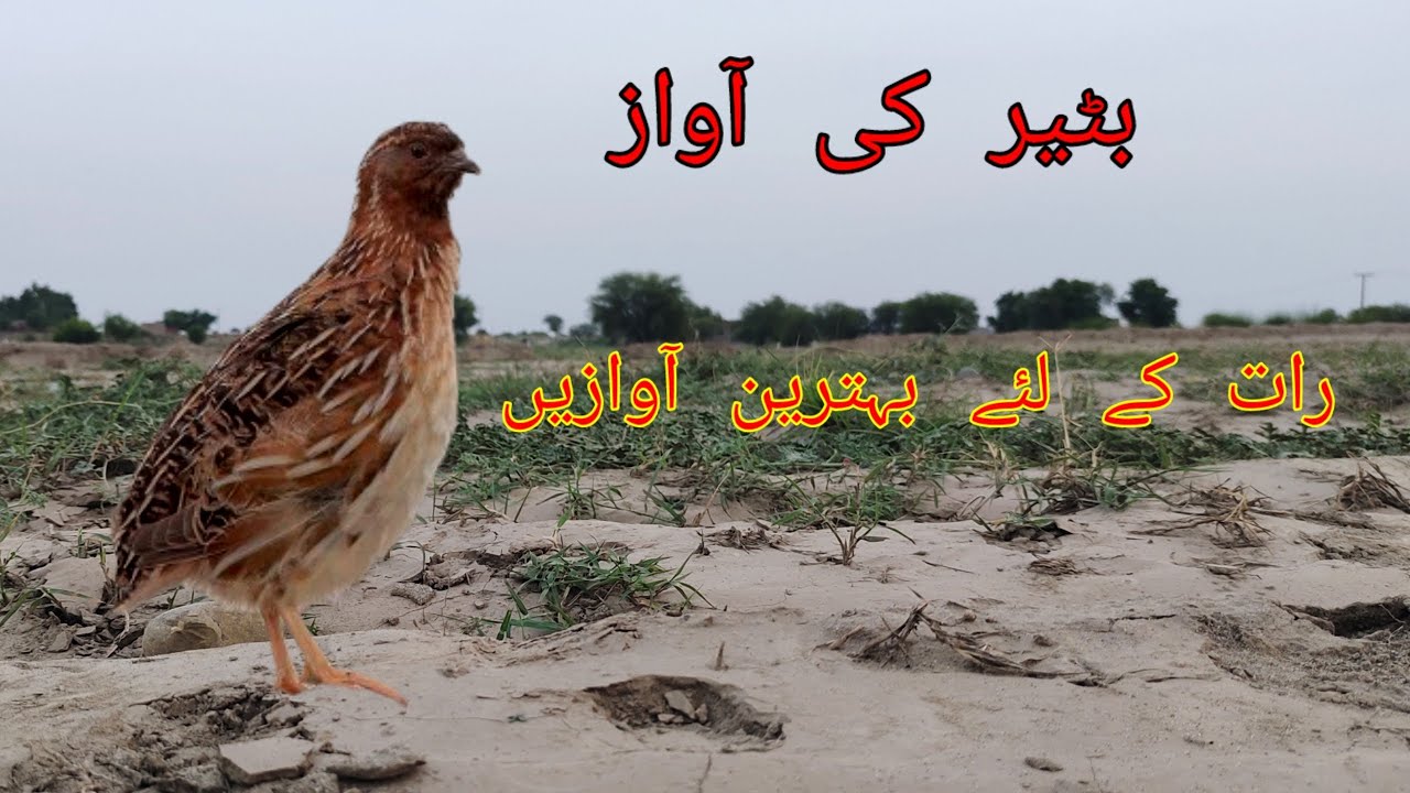 Batair ki awaz | batair awaz rath k leye | quail hunting sound
