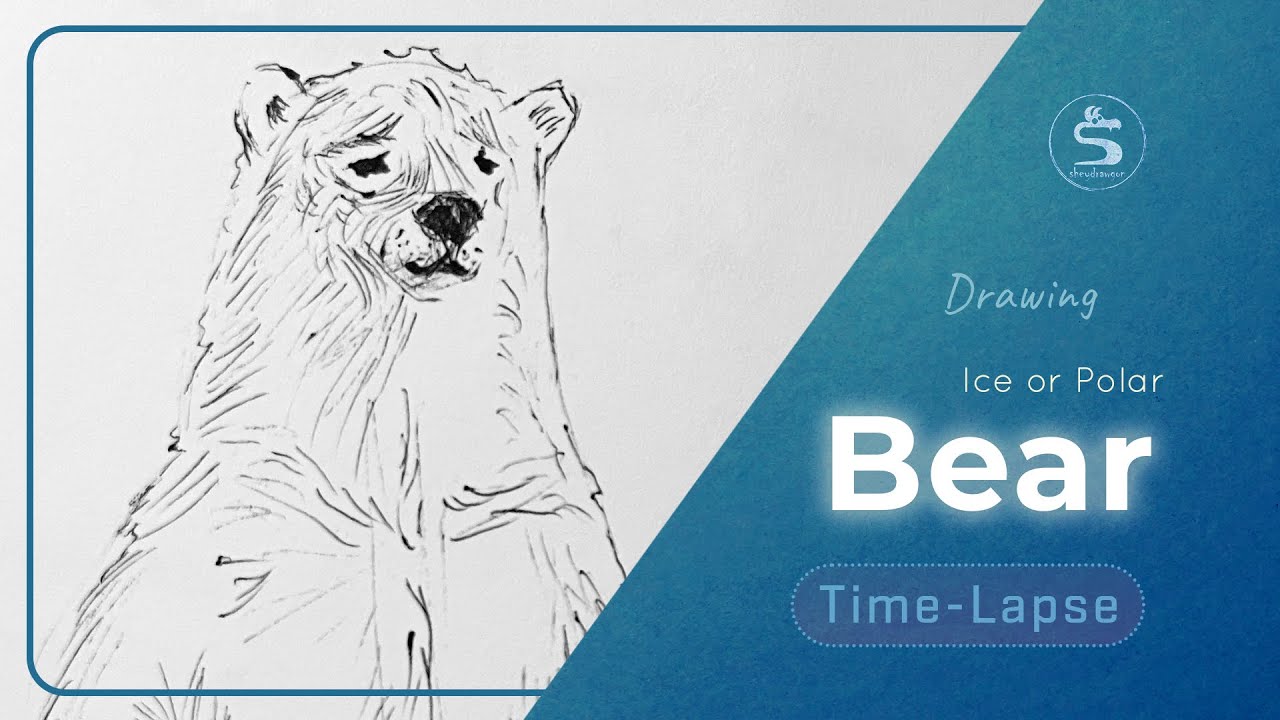 Polar Bear Drawing | Relaxing Animal Sketch Time-Lapse
