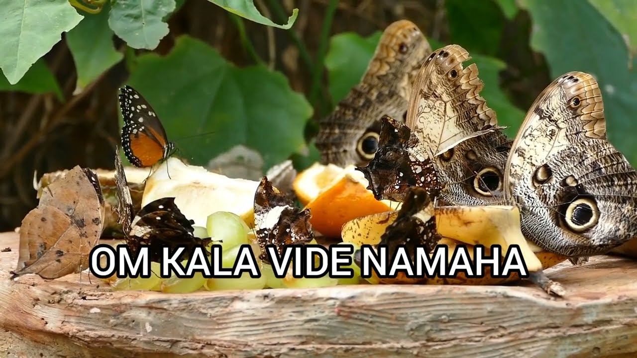 Transforme Sua Realidade com o Mantra 