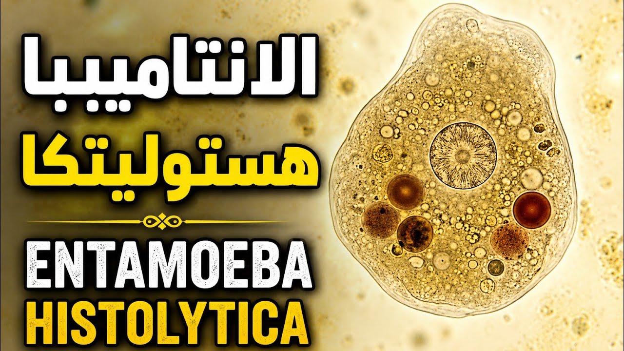 Entamoeba Histolytica الانتاميبا هستوليتيكا طرق الاصابة والاعراض والتشخيص وعلاقتها بامراض الكبد