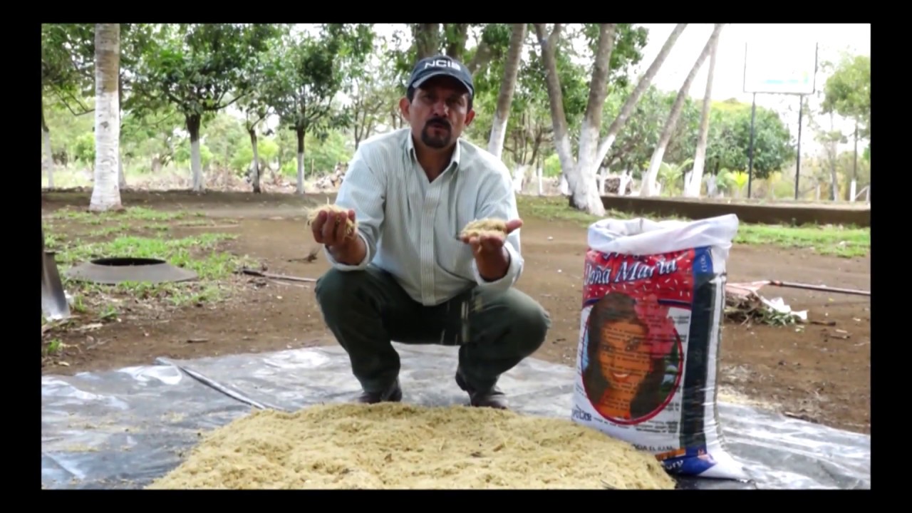 Sacharina de caña de azúcar