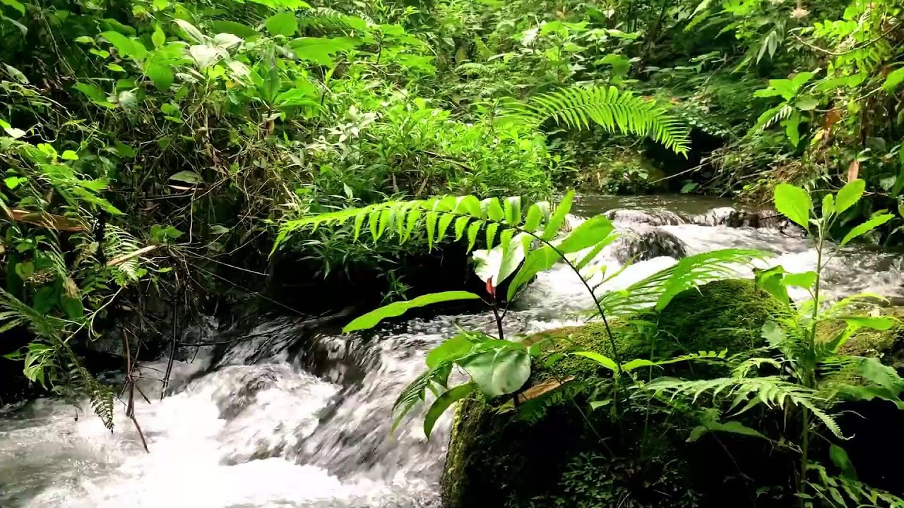 Soft Forest Ambience with Soothing Nature ASMR for Deep Sleep, Tension Release & Massage