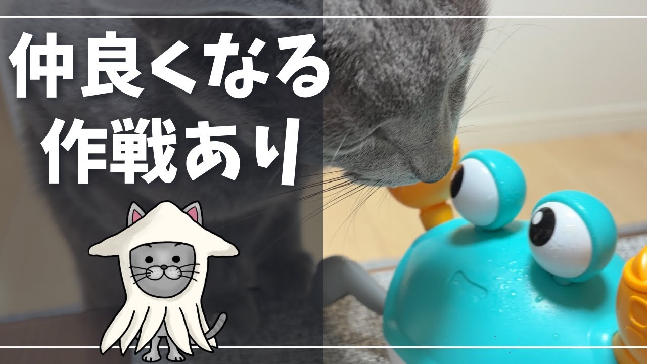 動くカニと猫の微妙な距離感がかわいすぎるｗ【ロシアンブルー】猫