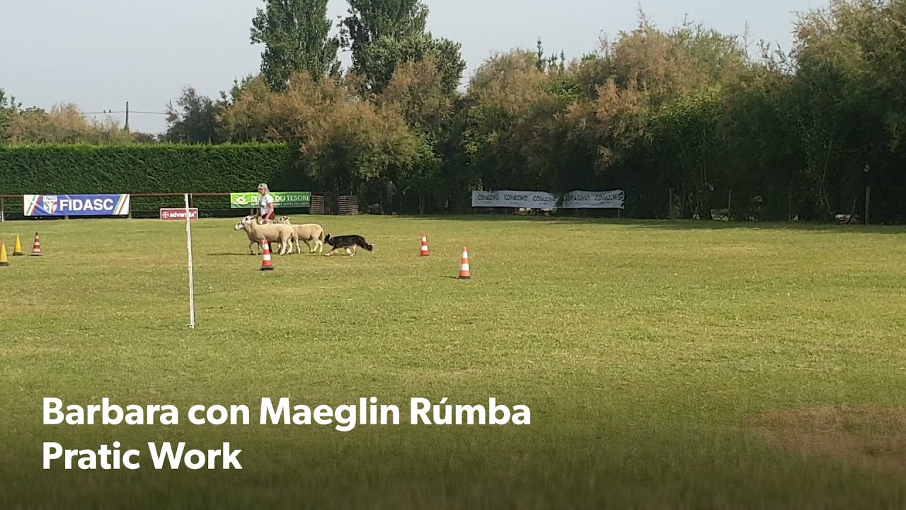 Finali CSEN Campionato Italiano Sheepdog