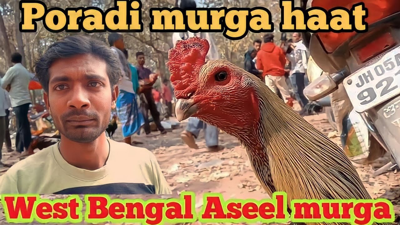 Poradi murga haat | West Bengal Aseel murga market | vlog-video, @@Mantuvlog 🐓
