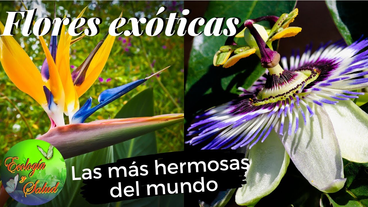 FLORES EXÓTICAS LAS MÁS HERMOSAS DEL MUNDO