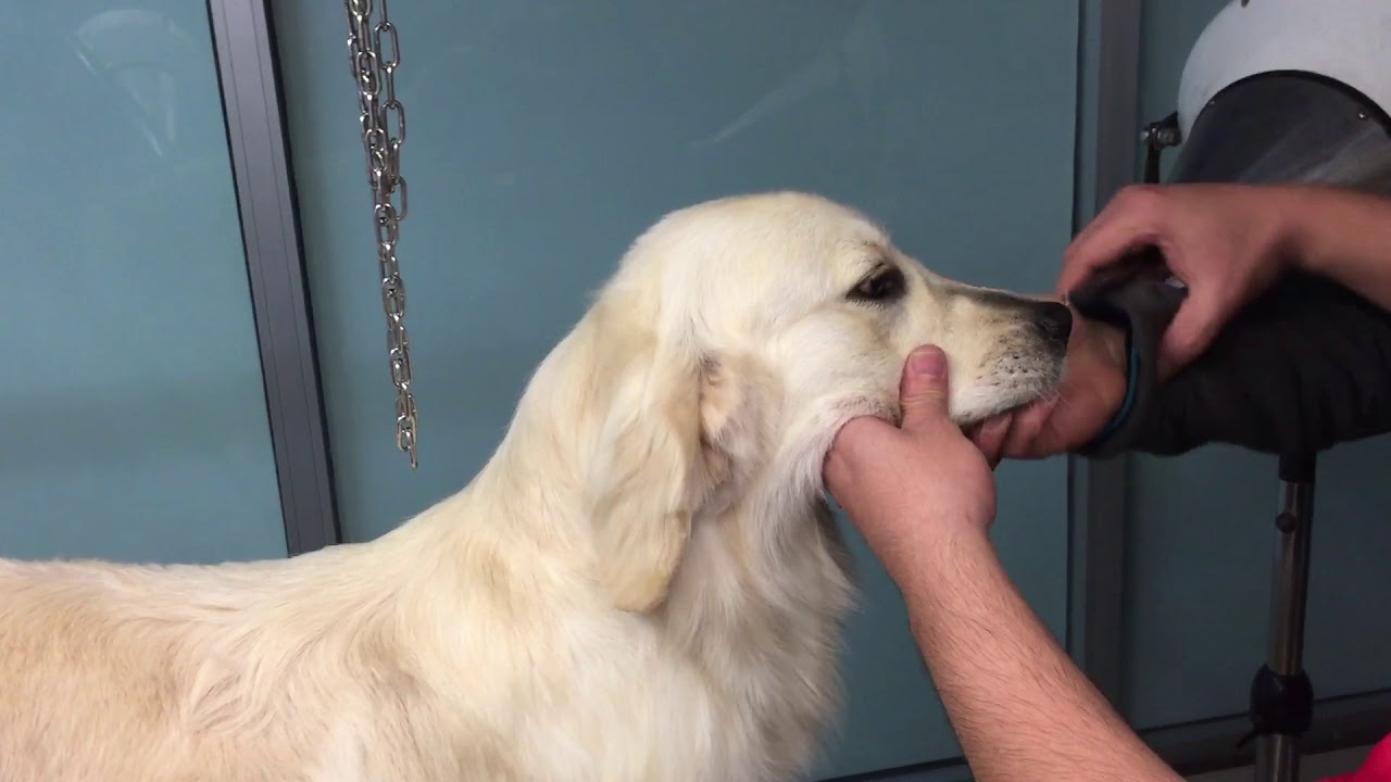 Toelettatura Golden Retriever Massa Carrara