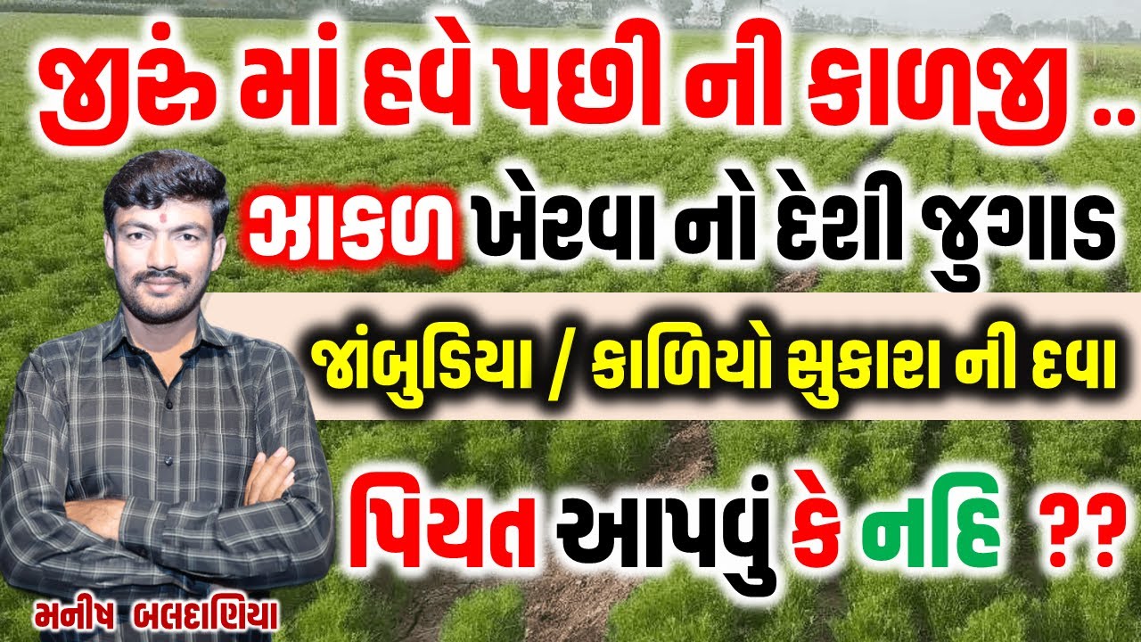 જીરું ના પાક માં ૫૦ દિવસ પછી કેવી માવજત કરવી, જાંબુડિયો આવે તો શું કરવું @MANISHBALDANIYA