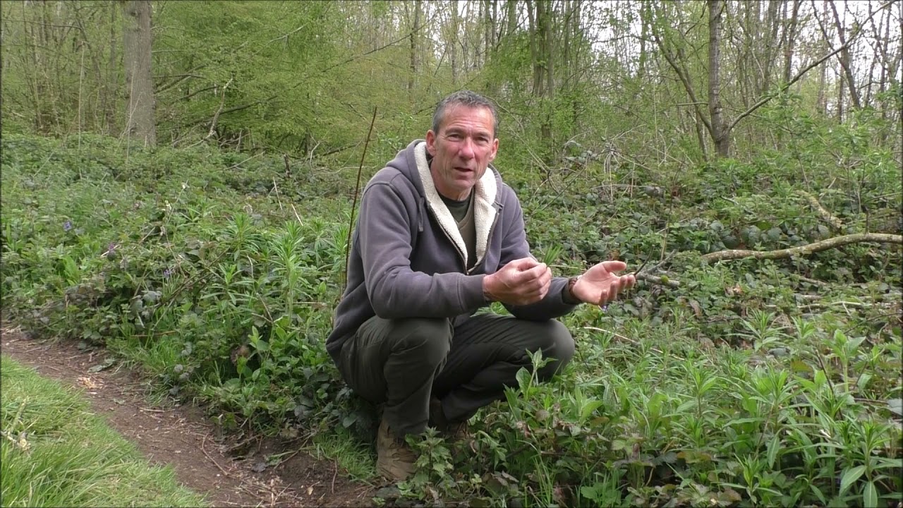 Bushcraft uses of rosebay willowherb