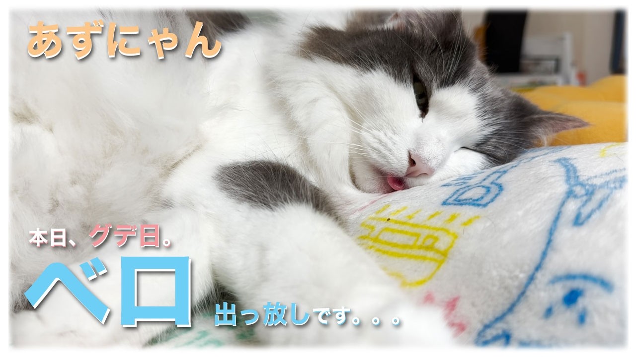 あずにゃん、🐱本日グデ日🇯🇵　✌️二度寝中💤ですが・・・👅ベロ出っ放しです😁【猫　サイベリアン　あずき】[vol.248]