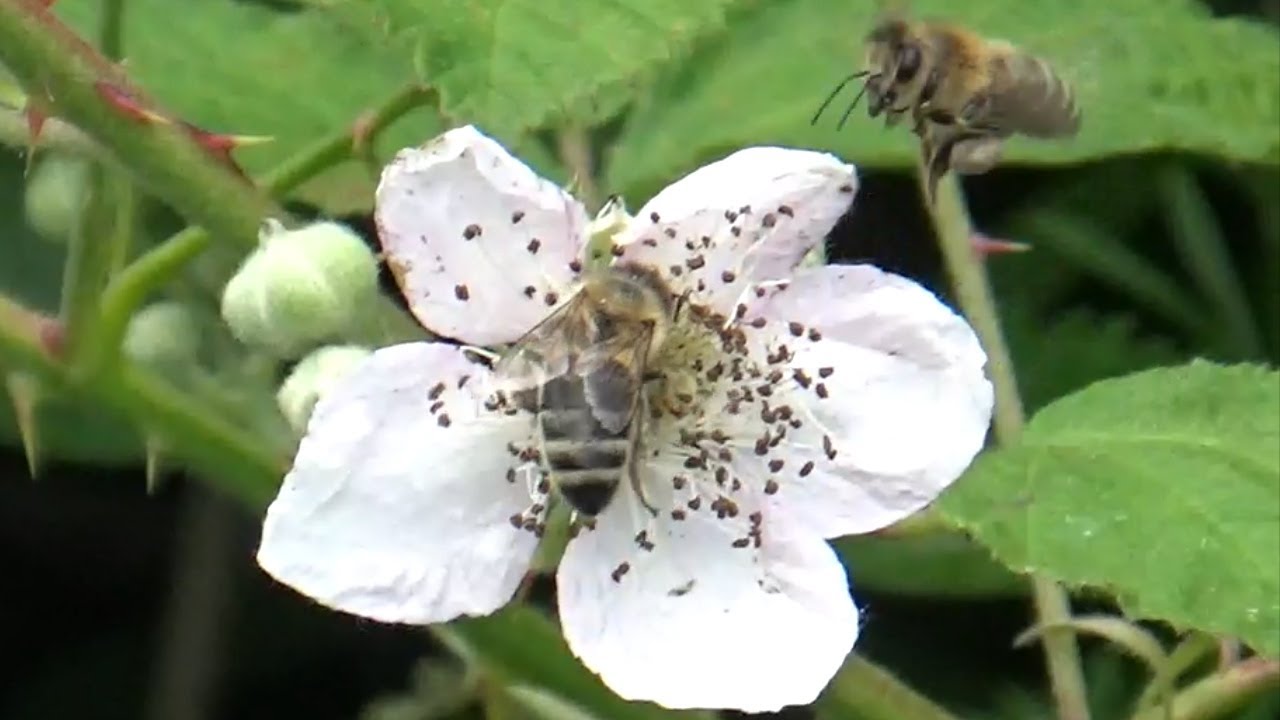 Merging queenless colonies and making final preparations for the summer honey flow