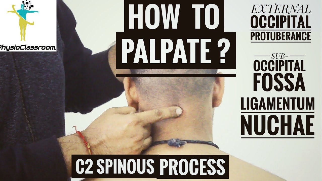 CERVICAL SPINE PALPATION : PART-1