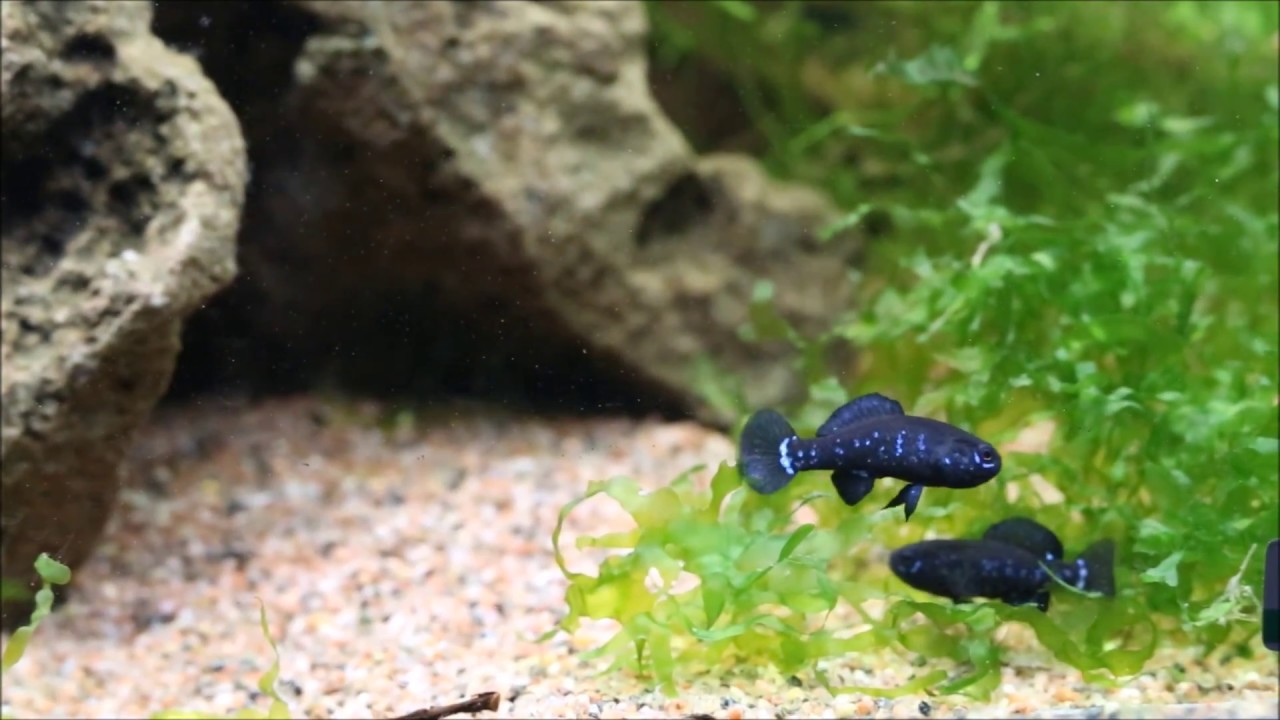Elassoma evergladei