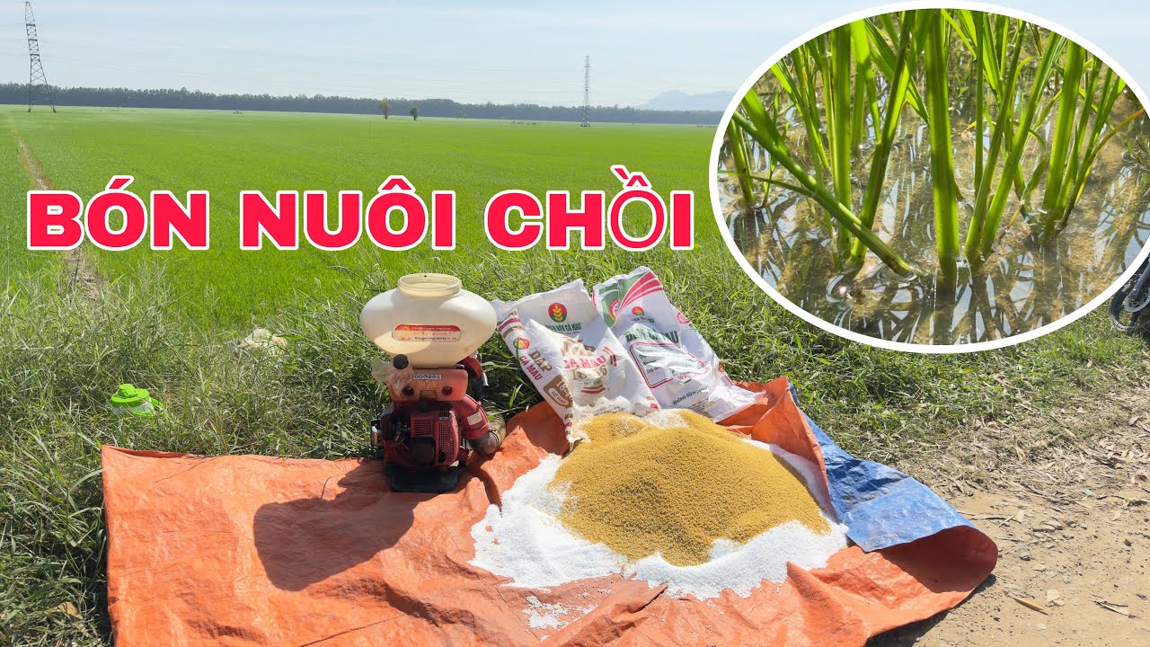 Bón thúc cử 2 cho lúa đông xuân 22 ngày nuôi chồi