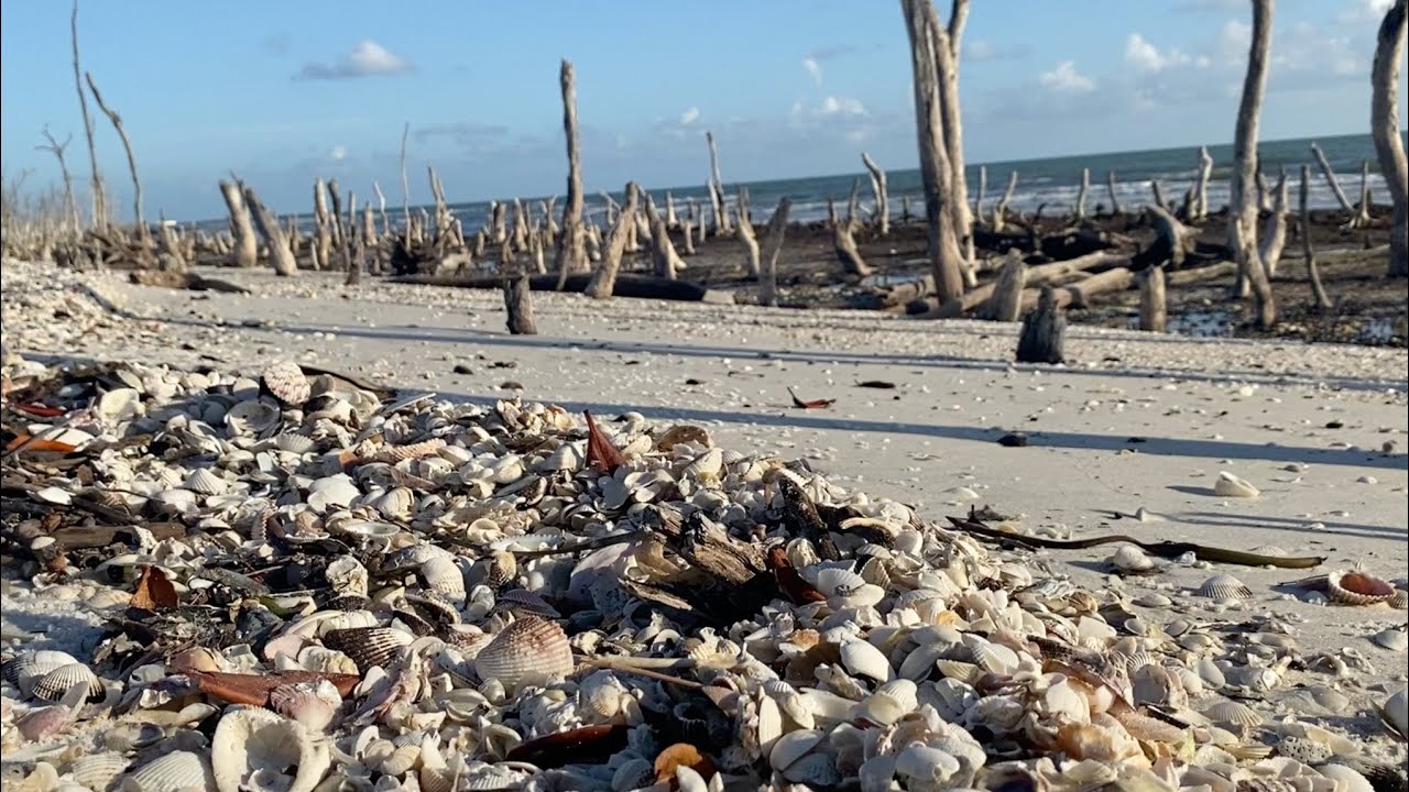 Virtual Beach Walk. Dickman's Island and Kice Island. June 2023.