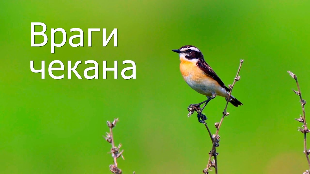 Враги чекана