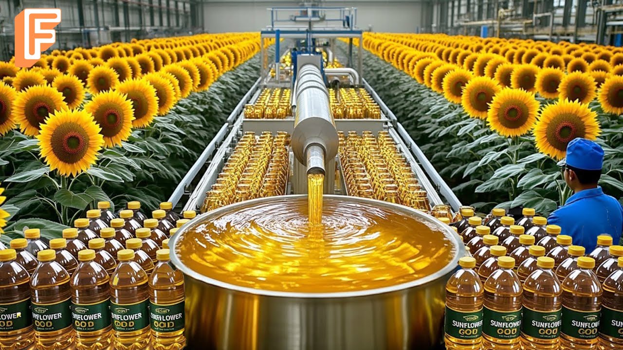 How Millions of Tons of Sunflower Oil Are Made From Seeds &ndash; Inside Massive Production Line