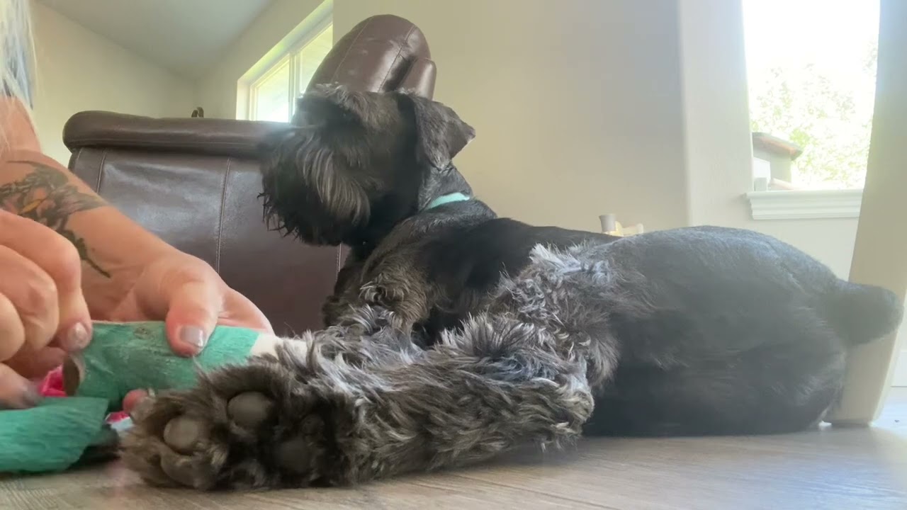 Cash had surgery!  Brittle nails!? (Standard Schnauzer)